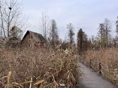 -池杉湖湿地公园