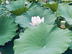 -莲花池公园