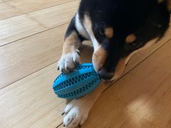 -喜柴咖啡·柴犬狗咖