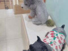 -宠福鑫康馨动物医院·骨科·眼科