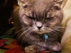 -猫色咖啡·猫咖