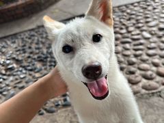 -柴犬高等学院·狗咖·柴犬售卖·宠物训练