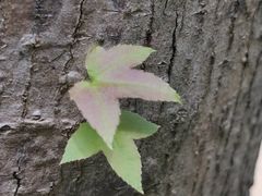 -青龙山国家森林公园