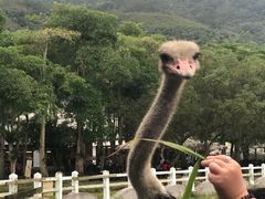 -瑞穗牧场