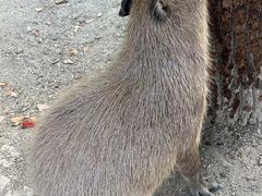 -上海野生动物园