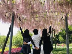 -嘉定紫藤园