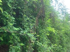 -三圣花乡旅游区