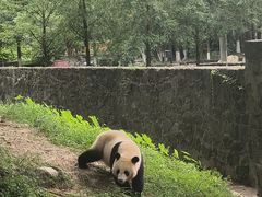 -都江堰中华大熊猫苑