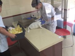 -艾贝尔宠物诊疗