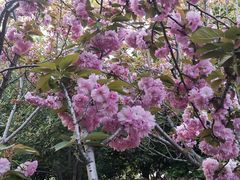 -高东镇樱花园