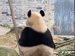 -都江堰中华大熊猫苑