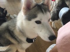 -Husky Go! 哈士奇体验馆·宠物咖啡厅狗咖