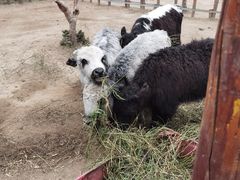 -呀路古热带植物园