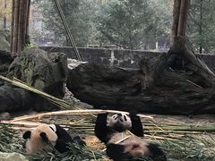 -都江堰中华大熊猫苑