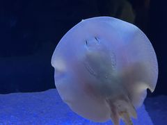 -上海海洋水族馆
