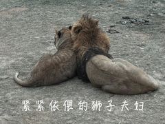 -北京野生动物园