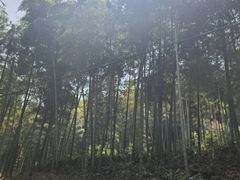 -东明山森林公园