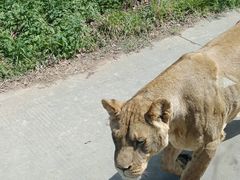 -西安秦岭野生动物园