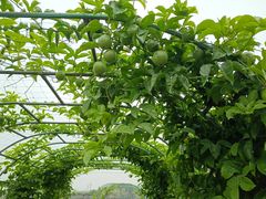 -中国天府农业博览园