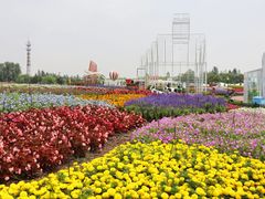 -荷兰花海