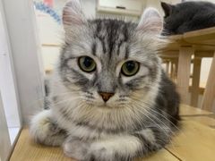 -李小姐の猫咖啡馆(五角场店)