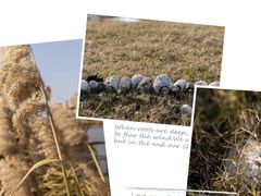 -春花秋色城市公园