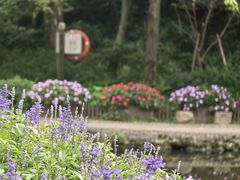 -庐山风景区花径公园