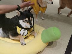 -逗柴咖啡屋·狗咖猫咖宠物桌游