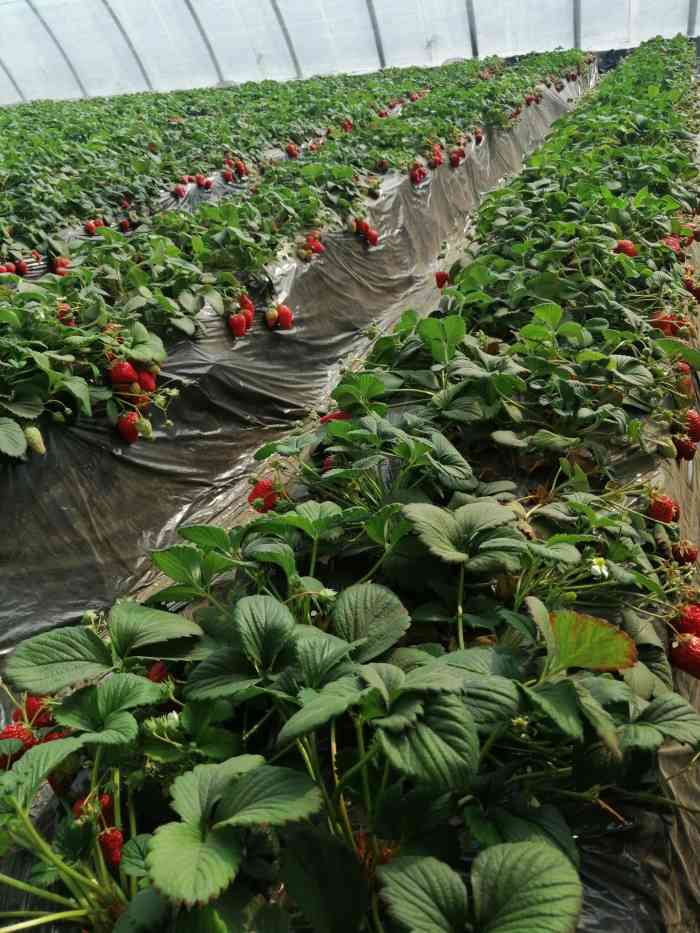 馨馨草莓西瓜生态采摘园-"去的时候都是4月份了,人不多了,不错,抓.