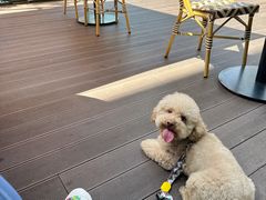 -Grande A'moo(上海万象城店)