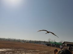-盐城丹顶鹤湿地生态旅游区