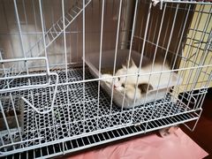 -喵zoo家庭繁育猫舍(尖东智能花园店)