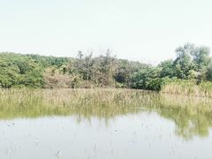 -大湾区中央湿地公园