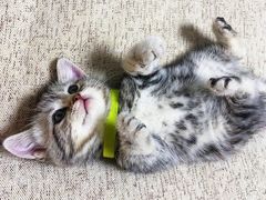 -糯米喵星人总部直营旗舰店·猫舍·幼猫出售