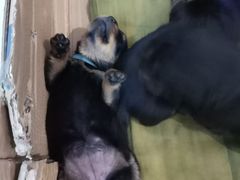 -北京京卫宠物寄养训练中心