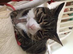 iphone_upload_pic-海边的猫和咖啡馆