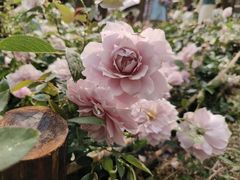 -人民公园(罗湖区)