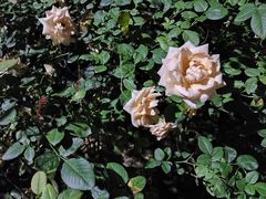 -人民公园(罗湖区)