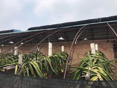 -呀路古热带植物园