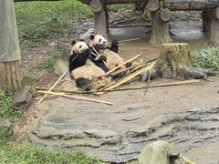 -都江堰中华大熊猫苑