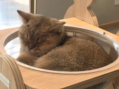 -飞行喵MR PILOT|猫舍·猫咖(静安大融城店)
