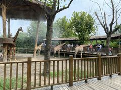 -上海野生动物园老虎餐厅