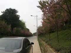 -铁山坪森林公园