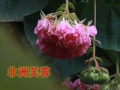 -广西壮族自治区药用植物园