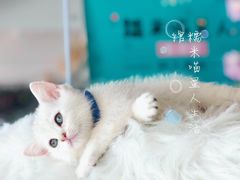-糯米喵星人总部直营旗舰店·猫舍·幼猫出售