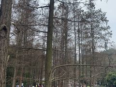 -重庆彩云湖湿地公园
