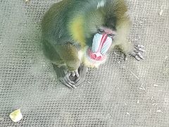 -西霞口神雕山野生动物世界