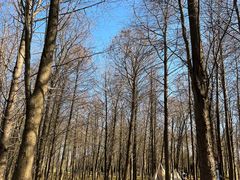 -上海海湾国家森林公园