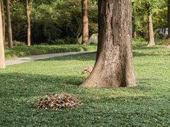 -陈麻婆豆腐(旗舰店)
