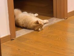 -欣宠猫屋·矮脚拿破仑·蓝金金渐层